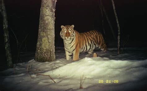 Do Tigers Have Night Vision