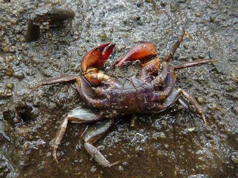 Types Of Crabs Learn All About The Different Crabs Species