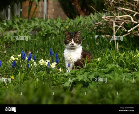 Tabby Cat In Garden With Flowers Stock Photo Alamy