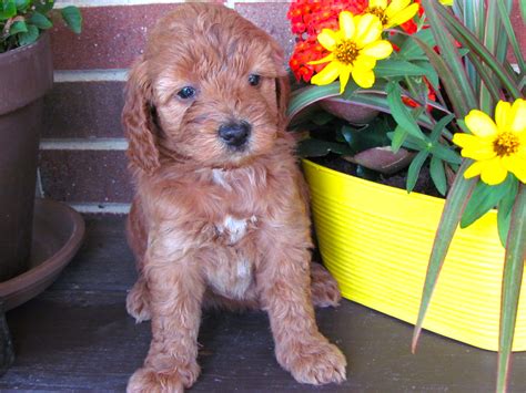 Goldendoodles By Rosie Miniature Golden Doodle Puppies