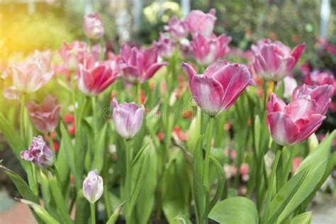 Pink Tulips Flower Blooming Blossom With Sunshine Morning In The