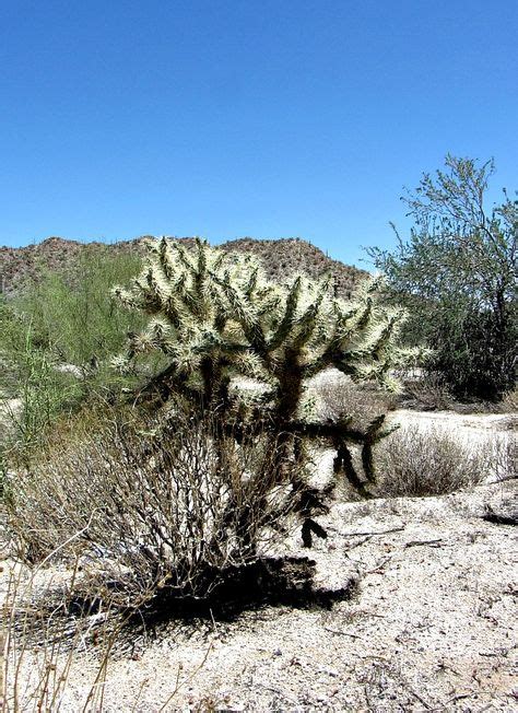 The Multitude Of Spines On A Cholla Sometimes Called Jumping Cactus