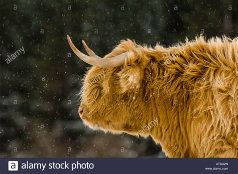 Highland Cow In Snow Hi Res Stock Photography And Images Alamy