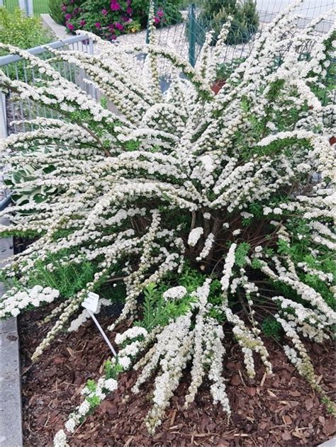 Tavolník Bílý Spiraea Nipponica Snowmound Okrasné Keře A Stromy