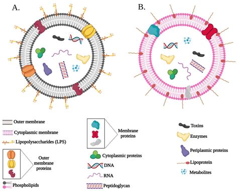 Outer Membrane Vesicles From Gram Negative Bacteria B