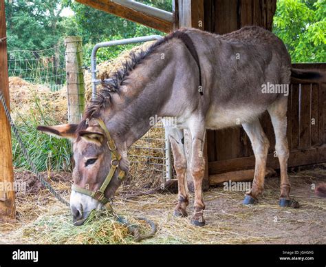 Donkey Grazing On Hay Hi Res Stock Photography And Images Alamy