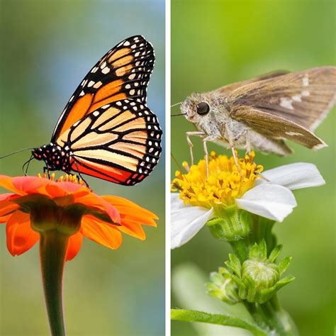 Butterfly Vs Moth Which Is The Better Pollinator