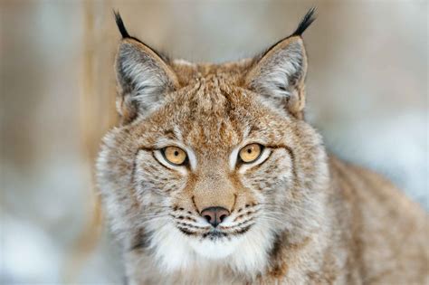 Eurasian Lynx Wildlife Explained