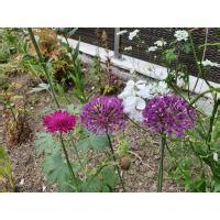 Allium Purple Sensation Ail d ornement à fleurs violet pourpre en boule