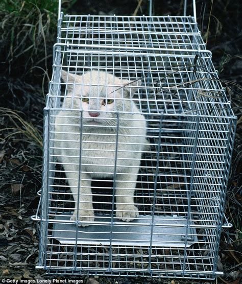Two Million Cats To Be Killed Off To Save Australias Wildlife Daily