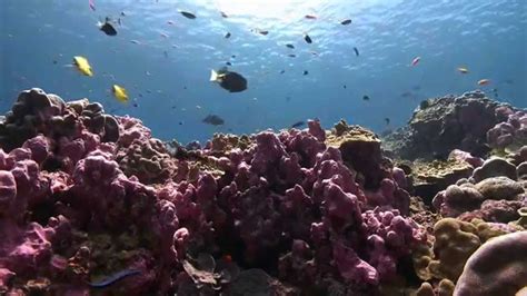 The Phoenix Islands Protected Area A Model For Recovery Youtube