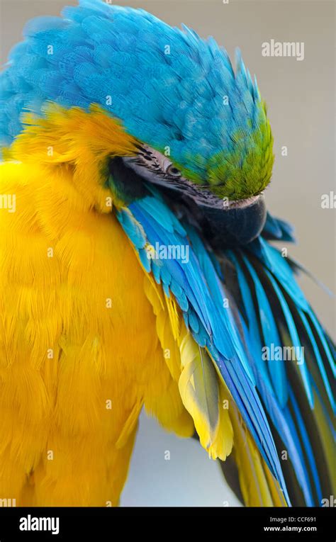 Parrot Blue And Yellow Macaw Stock Photo Alamy