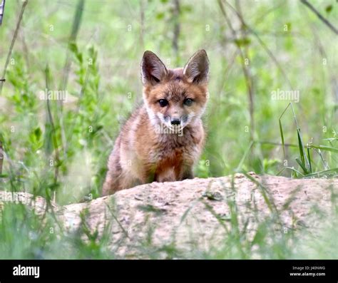 Red Fox Kit Vulpes Vulpes Playing Outside Its Den On A Warm Spring