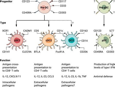 Human Dendritic Cells In Cancer Science Immunology