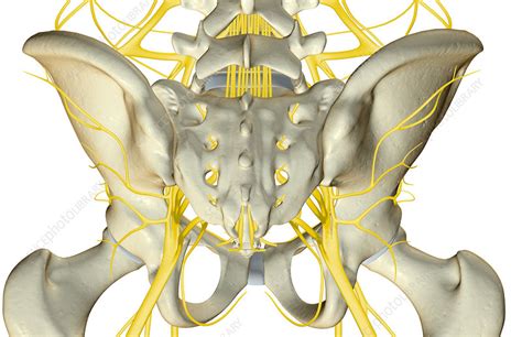 The Nerves Of The Pelvis Stock Image F0014233 Science Photo Library