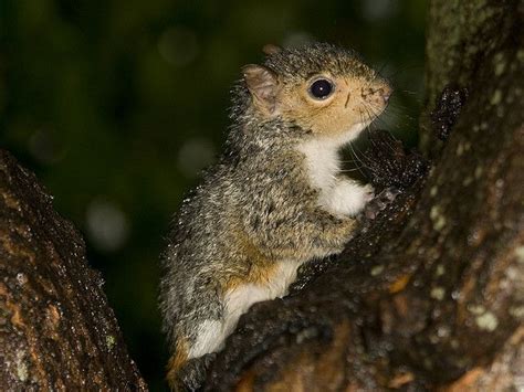 Baby Squirrel In The Rain Baby Squirrel Cute Squirrel Squirrel
