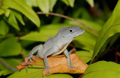 a tiny lizard adapts to become faster stronger to survive in a warmer climate the washington post