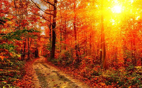 Autumn Hd Wallpapers 74 Background Pictures