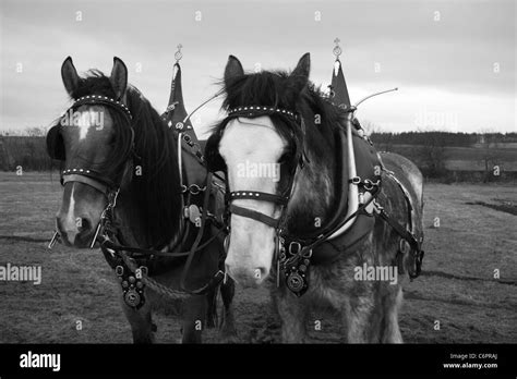A Pair Of Working Shire Horses Stock Photo Alamy