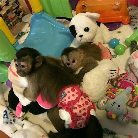 Scarcity leads to higher prices, and with the thousands of cute baby monkey videos on youtube, more and more people see them and are determined to buy baby monkeys. HOME TRAINED BABY CAPUCHIN MONKEYS FOR SALE | Flake Ads ...