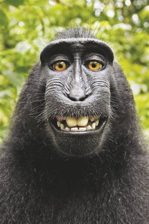 Pamiętacie Słynne Małpie Selfie Fotograf Ma Spore Problemy National Geographic