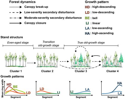 Forests Free Full Text Unveiling The Diversity Of Tree Growth