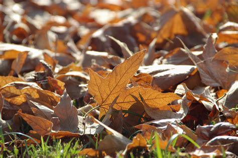 Free Stock Photo Of Dead Autumn Leaves On Grass