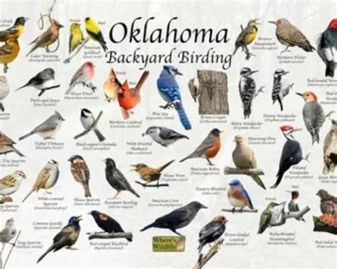 Birds Of Oklahoma 17 Species Worth Spending Time With Pals