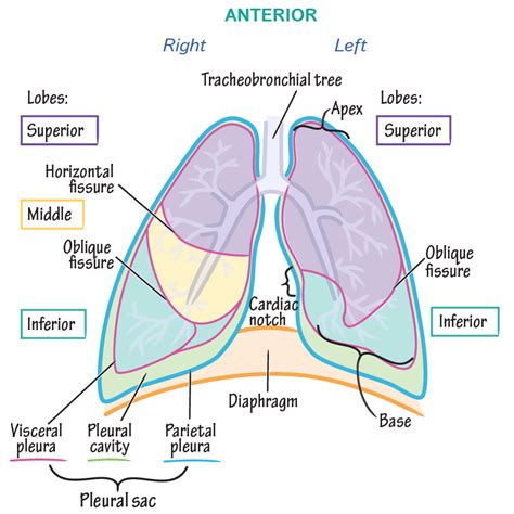 Gross Anatomy Glossary Lungs And Pleura Ditki Medical And Biological