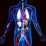 Human Circulatory System 3D Model In Anatomy 3DExport
