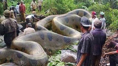 Fact Check Truth Behind Viral Post Of The Largest Snake