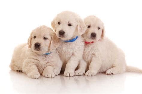 Three One Month Old Puppies Of Golden Retriever Stock