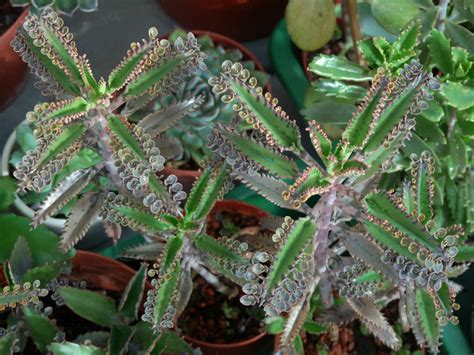 Kalanchoe X Houghtonii Mother Of Millions Hybrid World Of Succulents