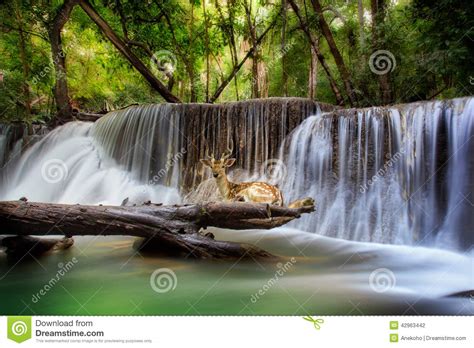 Huai Mae Kamin Waterfall Stock Photo Image Of Environment 42963442