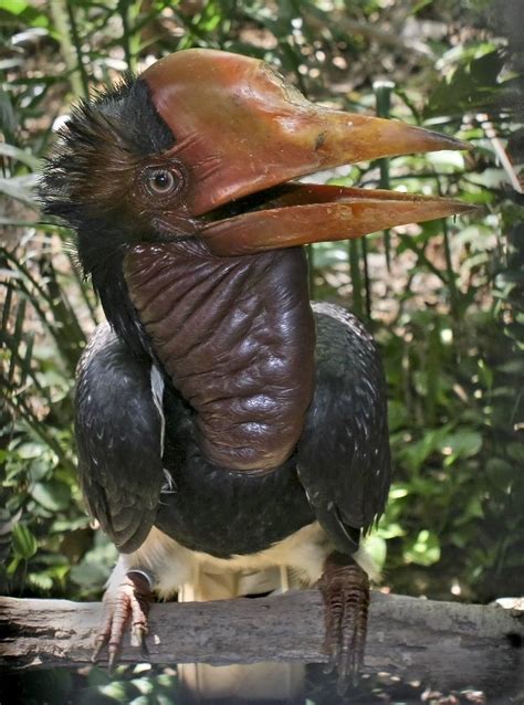 4 Twitter Weird Birds Bizarre Animals Rare Animals