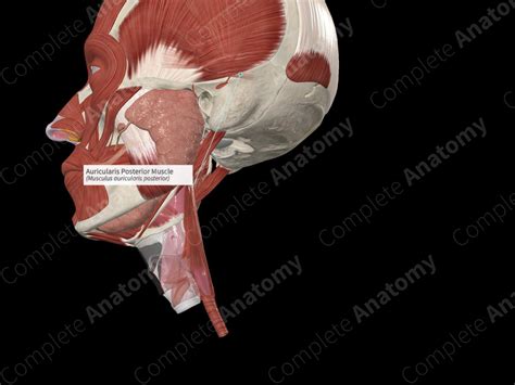 Auricularis Posterior Muscle Complete Anatomy