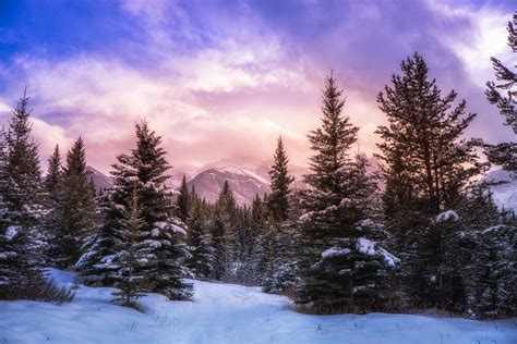 Nature Landscape Forest Winter Mountains Clouds Snow Pine Trees