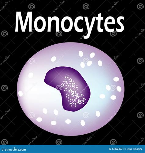 The Structure Of The Monocyte Monocytes Blood Cell White Blood Cell