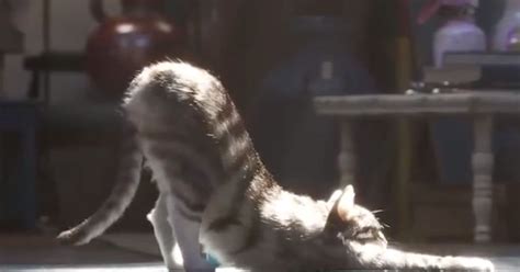 Pixar Fans Are Freaking Out About How Real The Animated Cat In The New