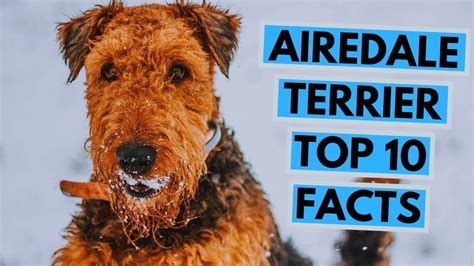 Airedale Terrier Facts Pets Lovers