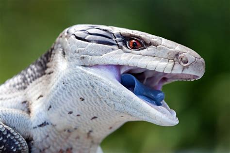 The Blue Tongued Skink Scares Away Predators With Its Horrific Uv