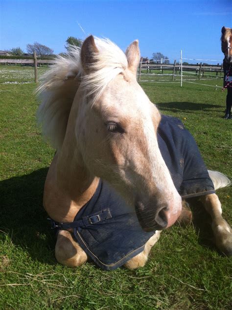 Getting Bigger Animals Horses Pony