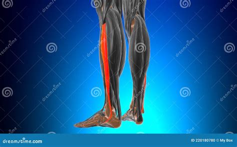 Fibularis Longus Muscle Anatomy For Medical Concept 3d Stock