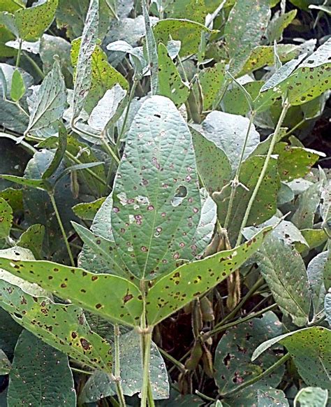 Frogeye Leaf Spot Of Soybean