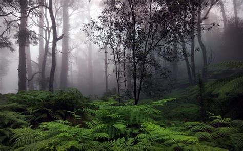 Forest Rain Wallpapers Wallpaper Cave