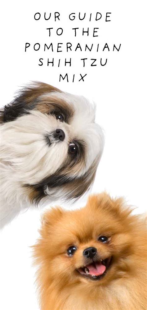 Find out all you need to know about this breed like its temperament and. Blissfull: Pomeranian Shih Tzu Mix Puppies Pictures