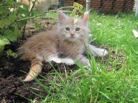 Maine coon cats and kittens of bigrivercoon cattery southern washington northern or. Maine Coon Cat Names - Baby Kitten Stages