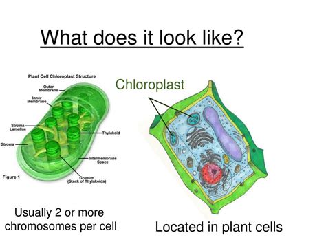 Chloroplasts are the ancestral members of the plastid organelle family. PPT - Chloroplast PowerPoint Presentation, free download ...