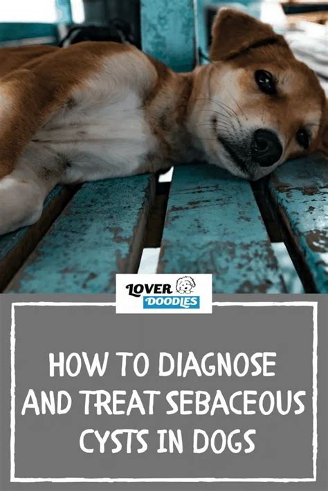 How To Diagnose And Treat Sebaceous Cysts In Dogs