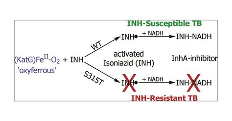 superoxide reactivity of katg insights into isoniazid resistance pathways in tb journal of